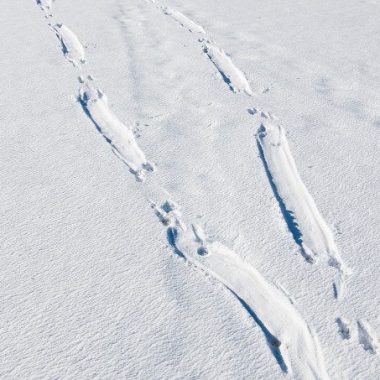 Long stretches of pushed down snow indicate the presence of otter slides