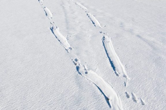 Long stretches of pushed down snow indicate the presence of otter slides