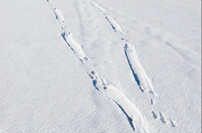 Long stretches of pushed down snow indicate the presence of otter slides