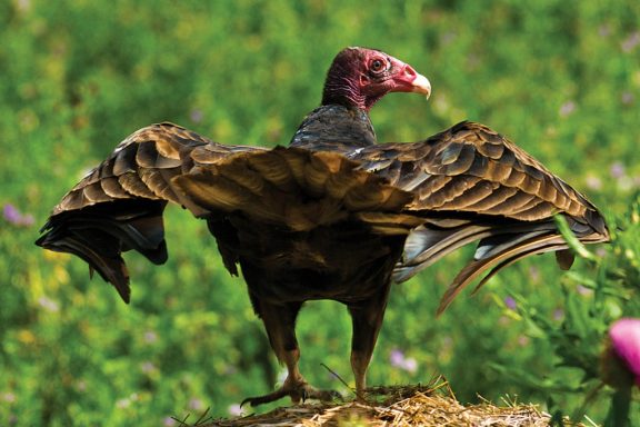 turkey vulture