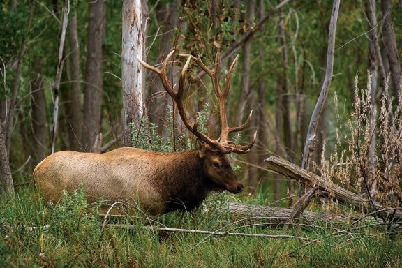 male elk