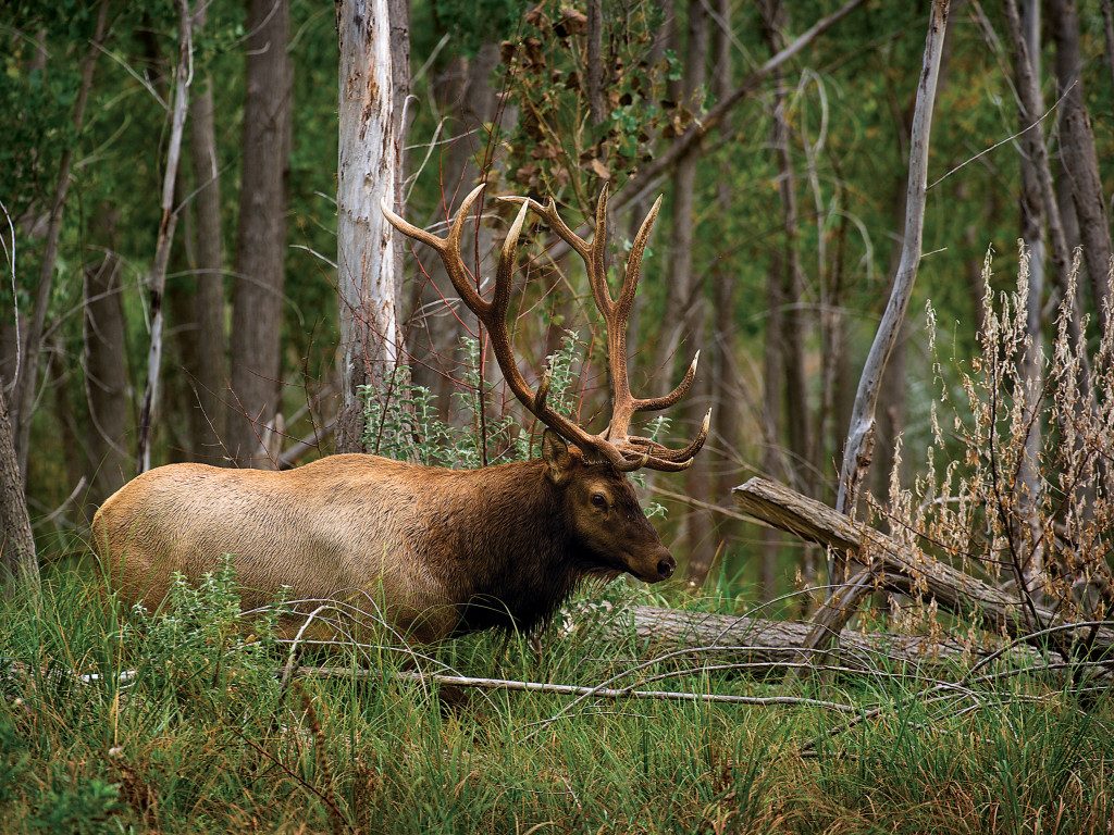 male elk