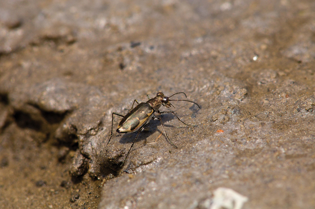 a shiny brown and green beetle climbs a mucky slope