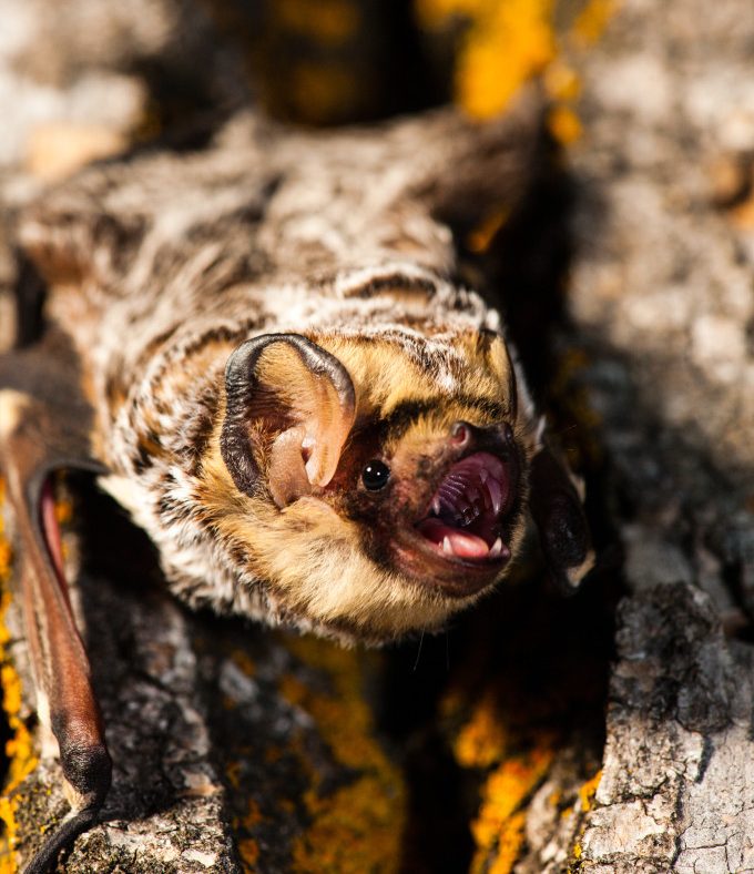 a bat bears its teeth at the camera