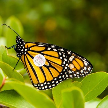 A monarch butterfly with a tag on its wing.