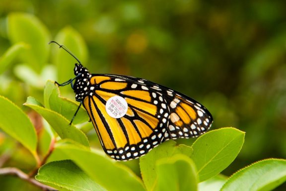 A monarch butterfly with a tag on its wing.