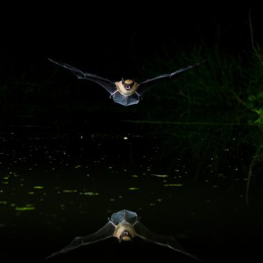 a bat flies in the dark