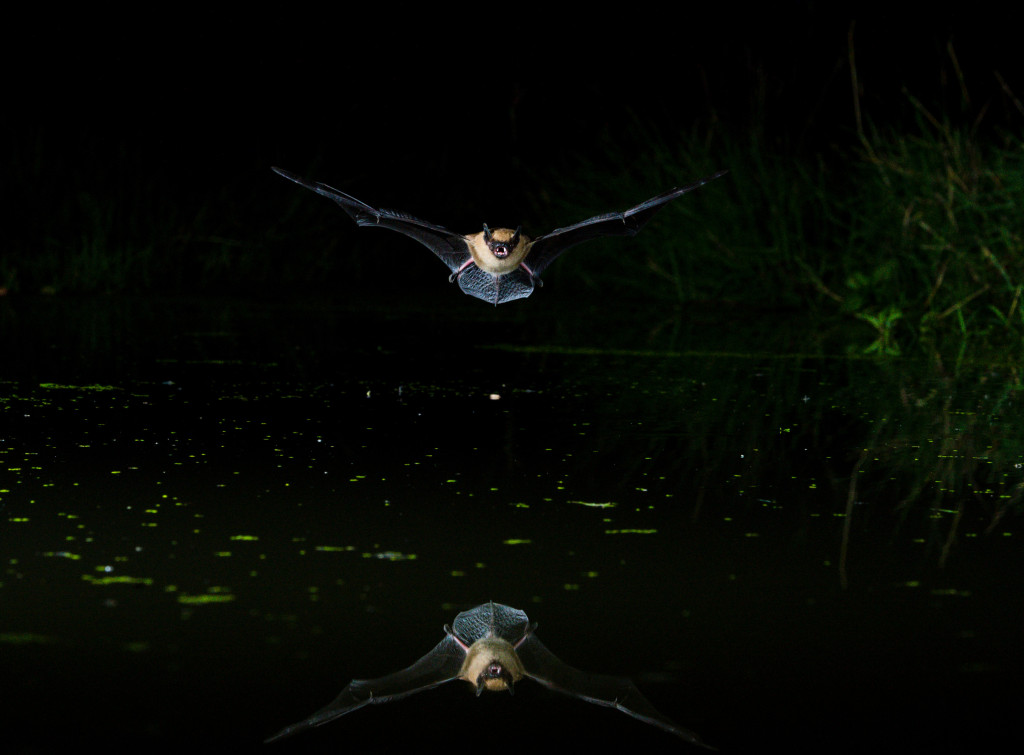 a bat flies in the dark