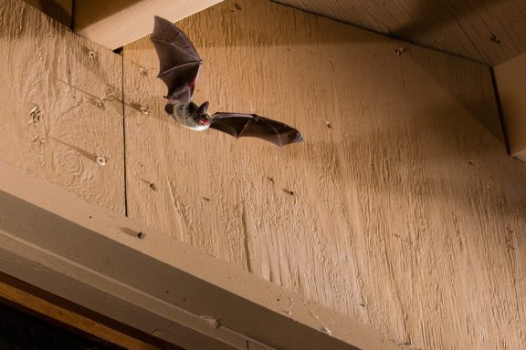 A bat with brown wings and a white tummy flies from a roof down at the camera