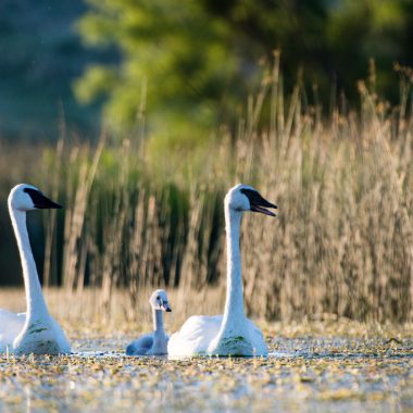 Trumpeter swans swim through water heavy with vegetation