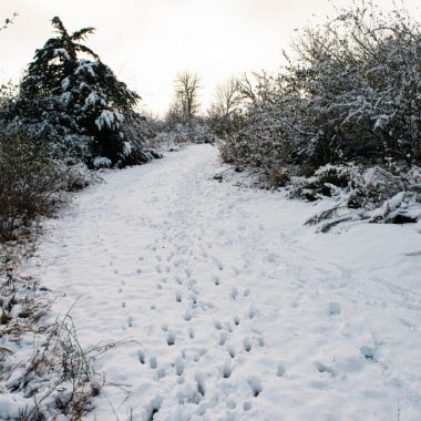 Deer tracks on a snowy tree-lined trail.