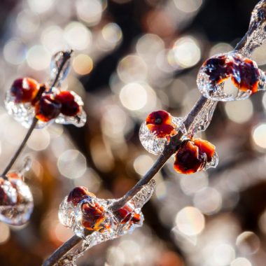 Red berries cling to branches covered in ice