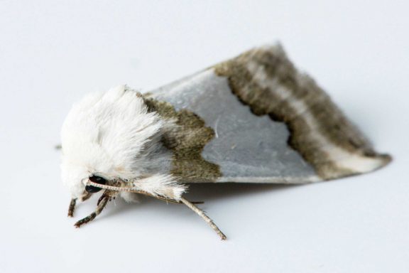 A white and tan furry moth is isolated on a white background