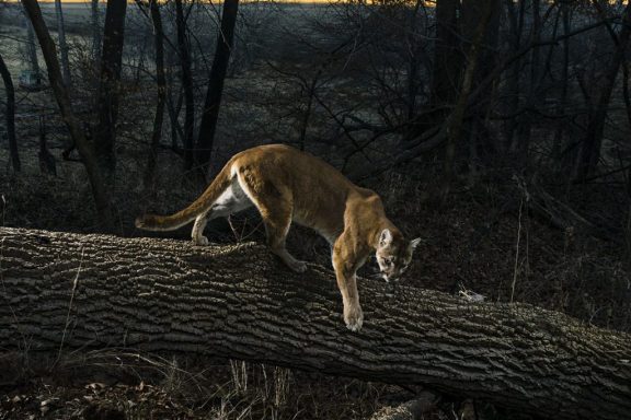 Mountain lion camera trap photo Indian Cave