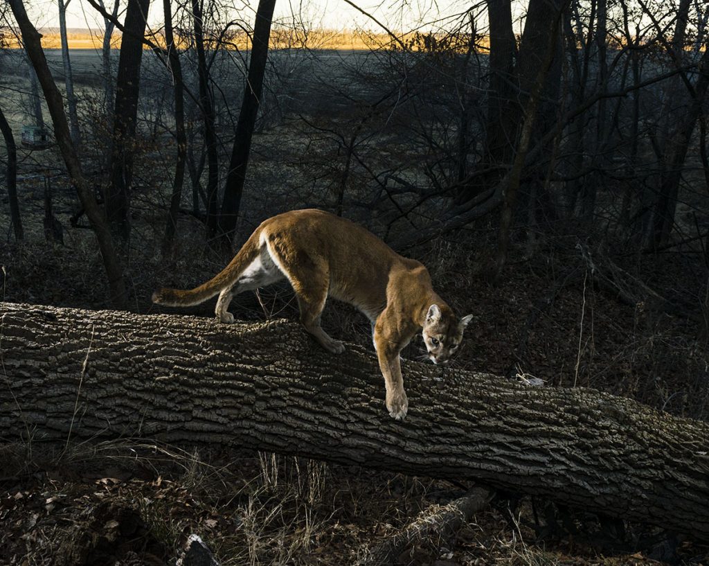 Mountain lion camera trap photo Indian Cave