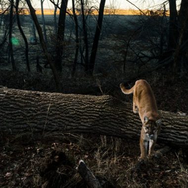 A mountain lion climbs over a downed tree