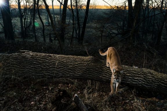 A mountain lion climbs over a downed tree