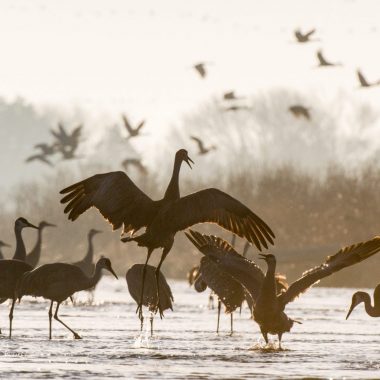 Sandhill cranes on Platte River