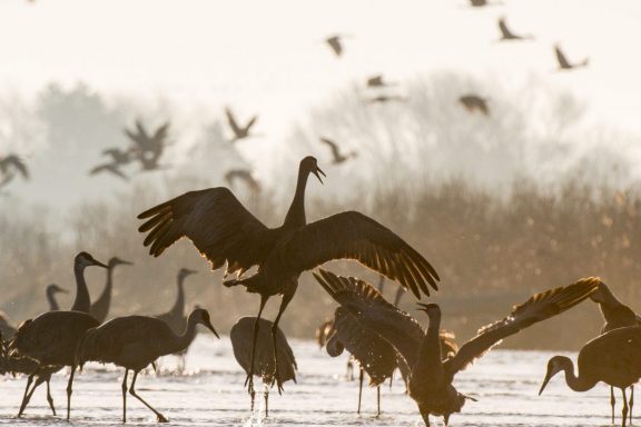 Sandhill cranes on Platte River