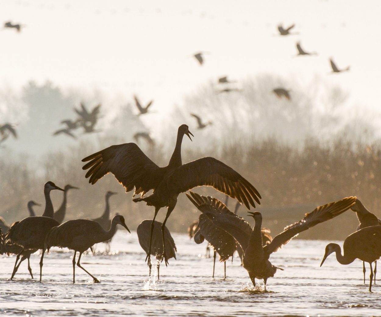 Sandhill cranes on Platte River