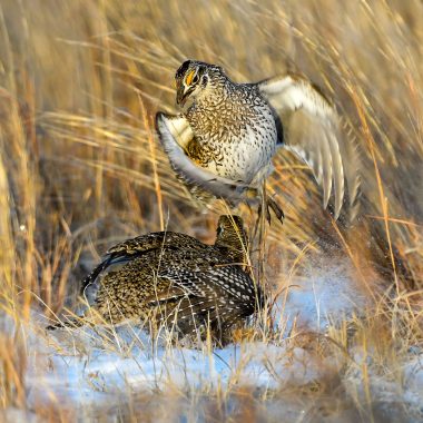 sharp-tailed grouse display on lek