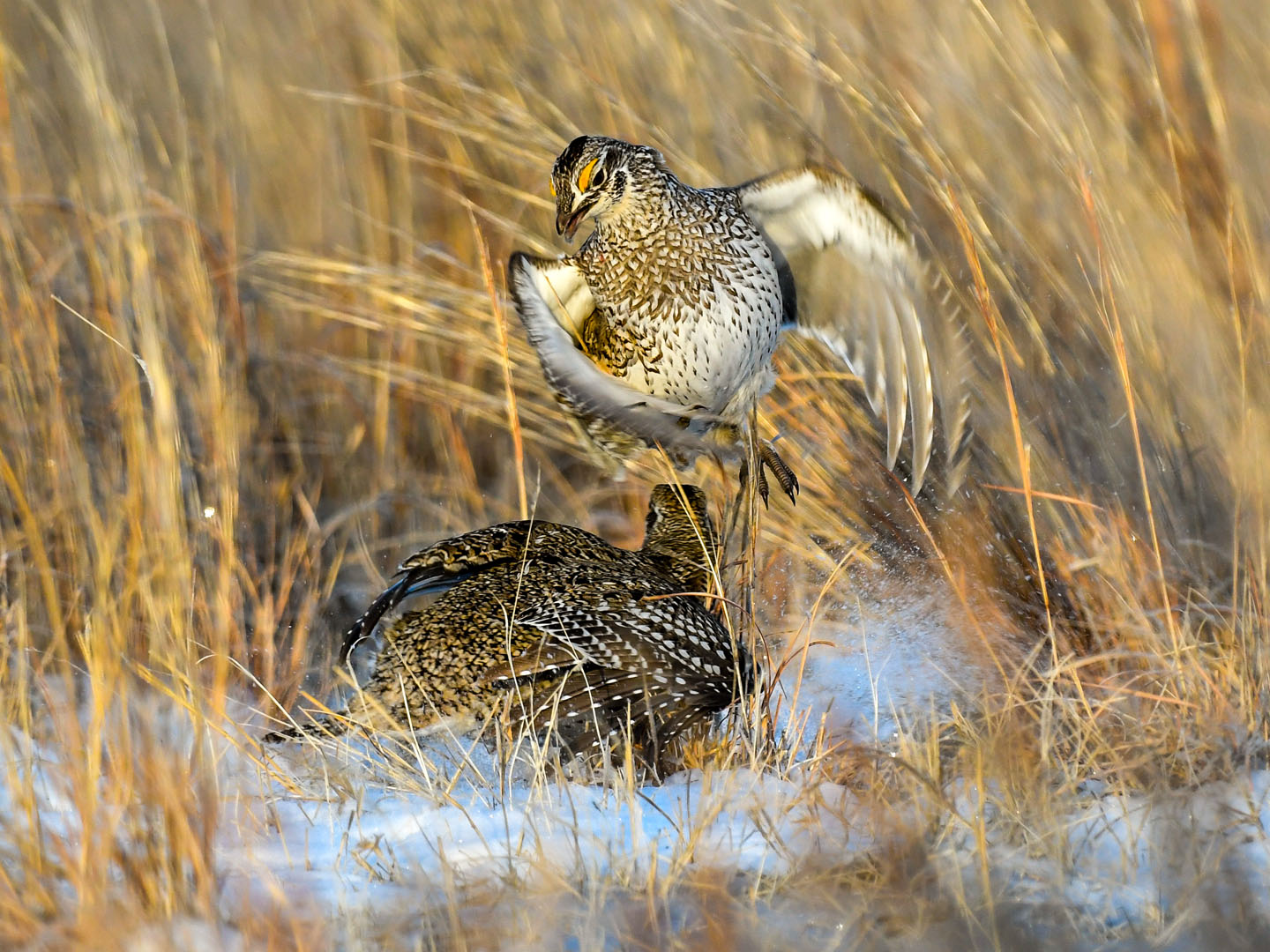 sharp-tailed grouse display on lek