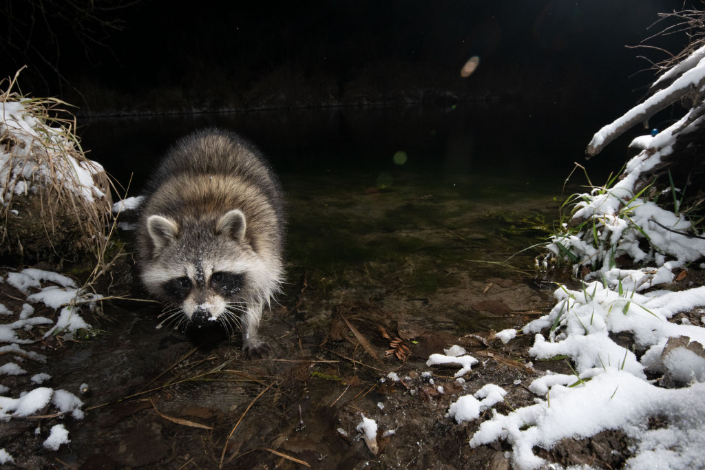 A raccoon walking in a forest.