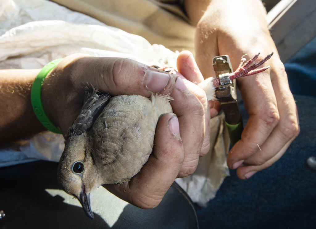 dove banding