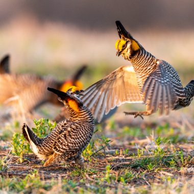 Two male prairie chickens challenging each other on a man-made lek.