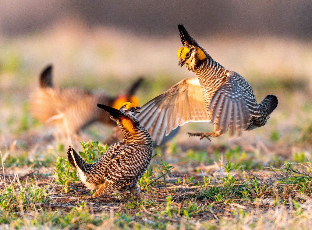 Two male prairie chickens challenging each other on a man-made lek.