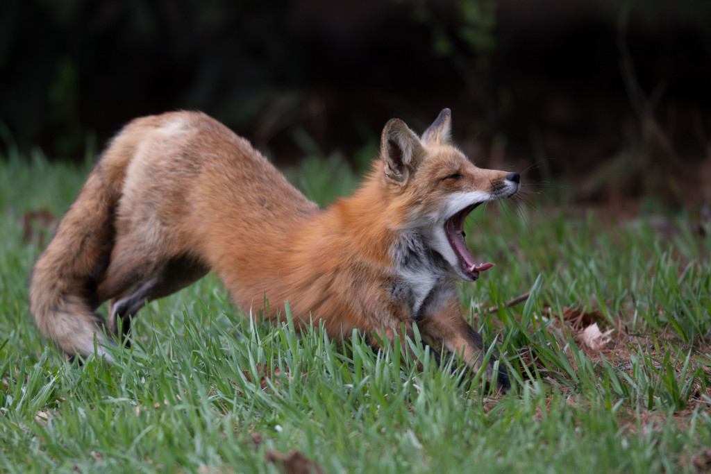 A male fox stretches after waking from a nap.