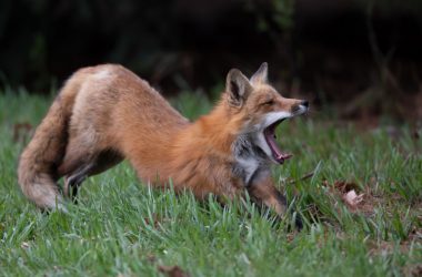 male fox stretching