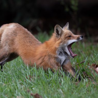 male fox stretching