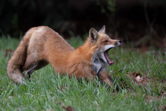 male fox stretching