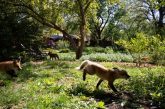 Fox kits running in the backyard.
