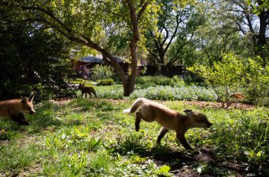 Fox kits running in the backyard.