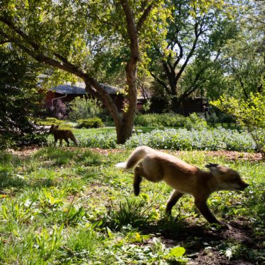Fox kits running in the backyard.