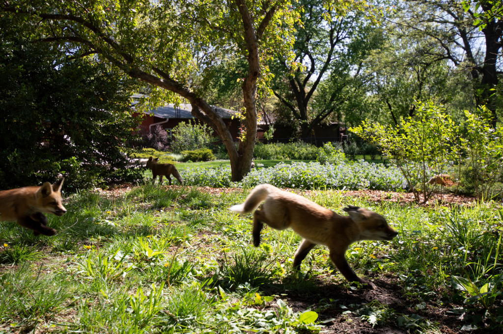 Fox kits running in the backyard.