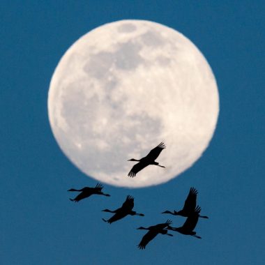 Six flying sandhill cranes are silhouetted against a full moon