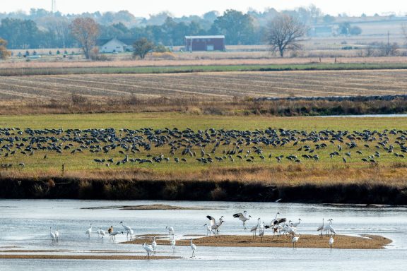 Whooping Crane Platte River