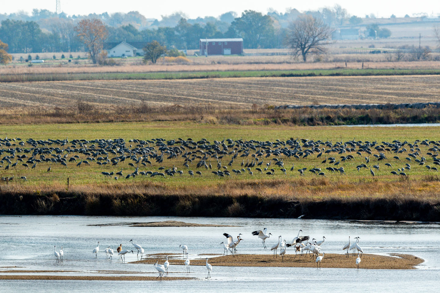 Whooping Crane Platte River