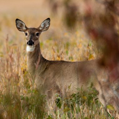 white-tailed doe