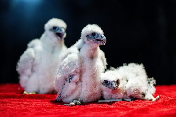 Return of the Falcons | Nebraskaland Magazine