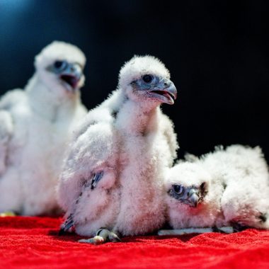 Three peregrine falcon fledglings on a towel