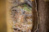 A white-tailed deer buck deposits scent from his forehead above a scrape in a forested area during fall.