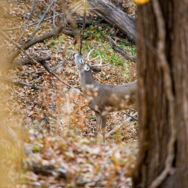 A white-tailed deer buck deposits scent from his forehead above a scrape in a forested area during fall.