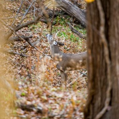 A buck deposits scent from his forehead above a scrape in a forest.