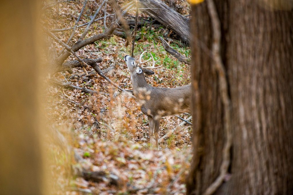 A white-tailed deer buck deposits scent from his forehead above a scrape in a forested area during fall.