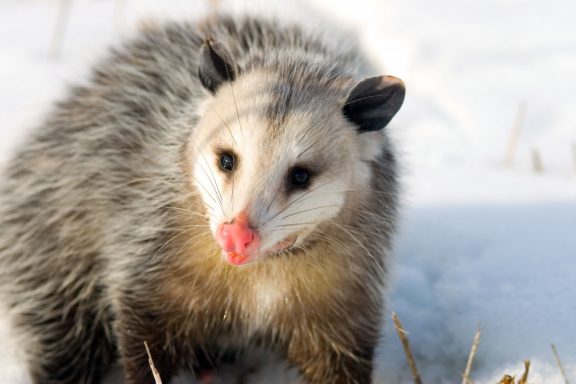 A close-up of a Virginia opossum in the snow, its head tilted to left.