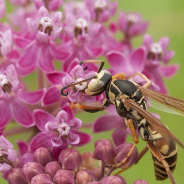 A close-up of a paper wasp, colored black and yellow, pollinating on a purple flower.